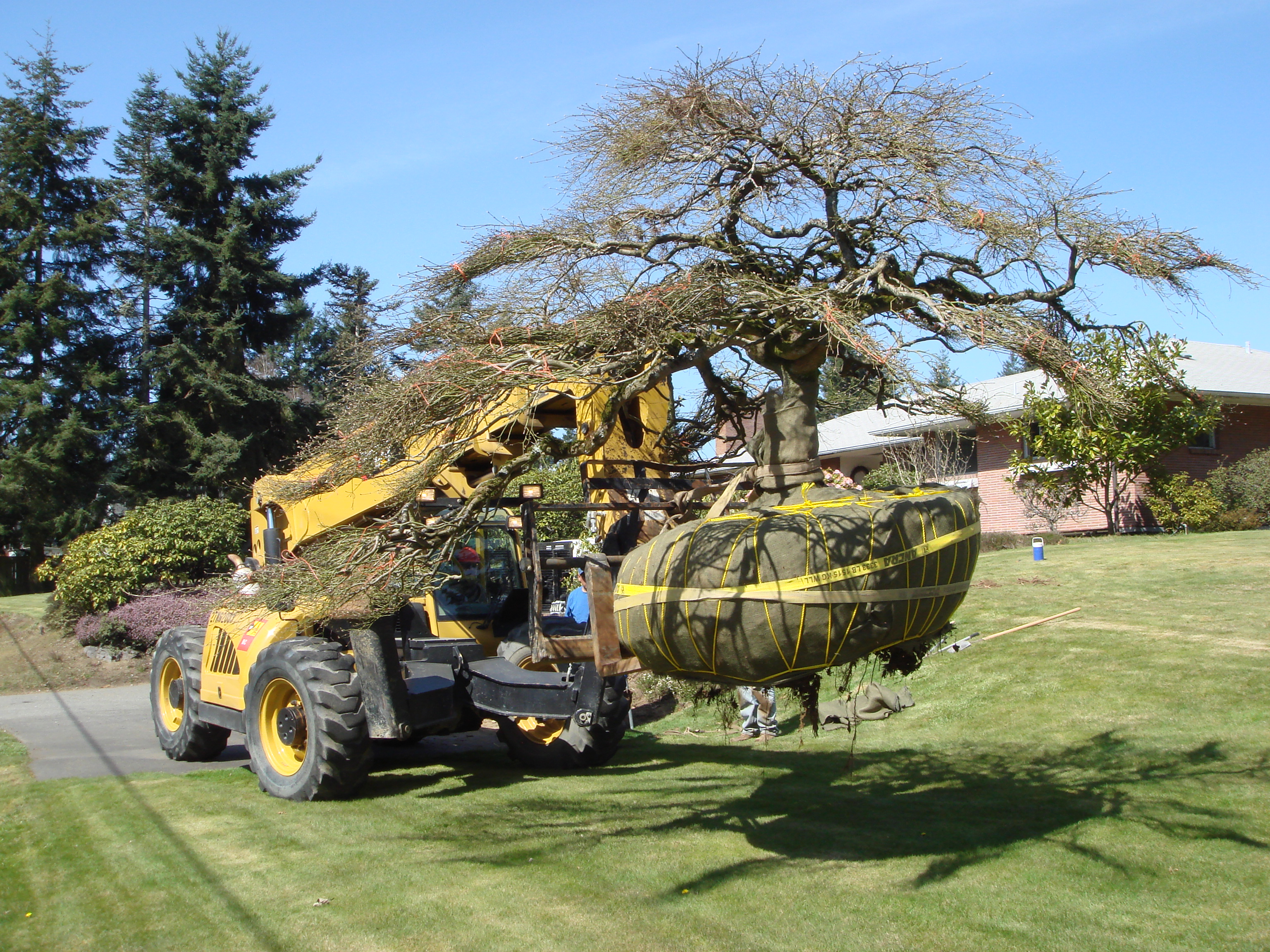 Transplanting and tree removal