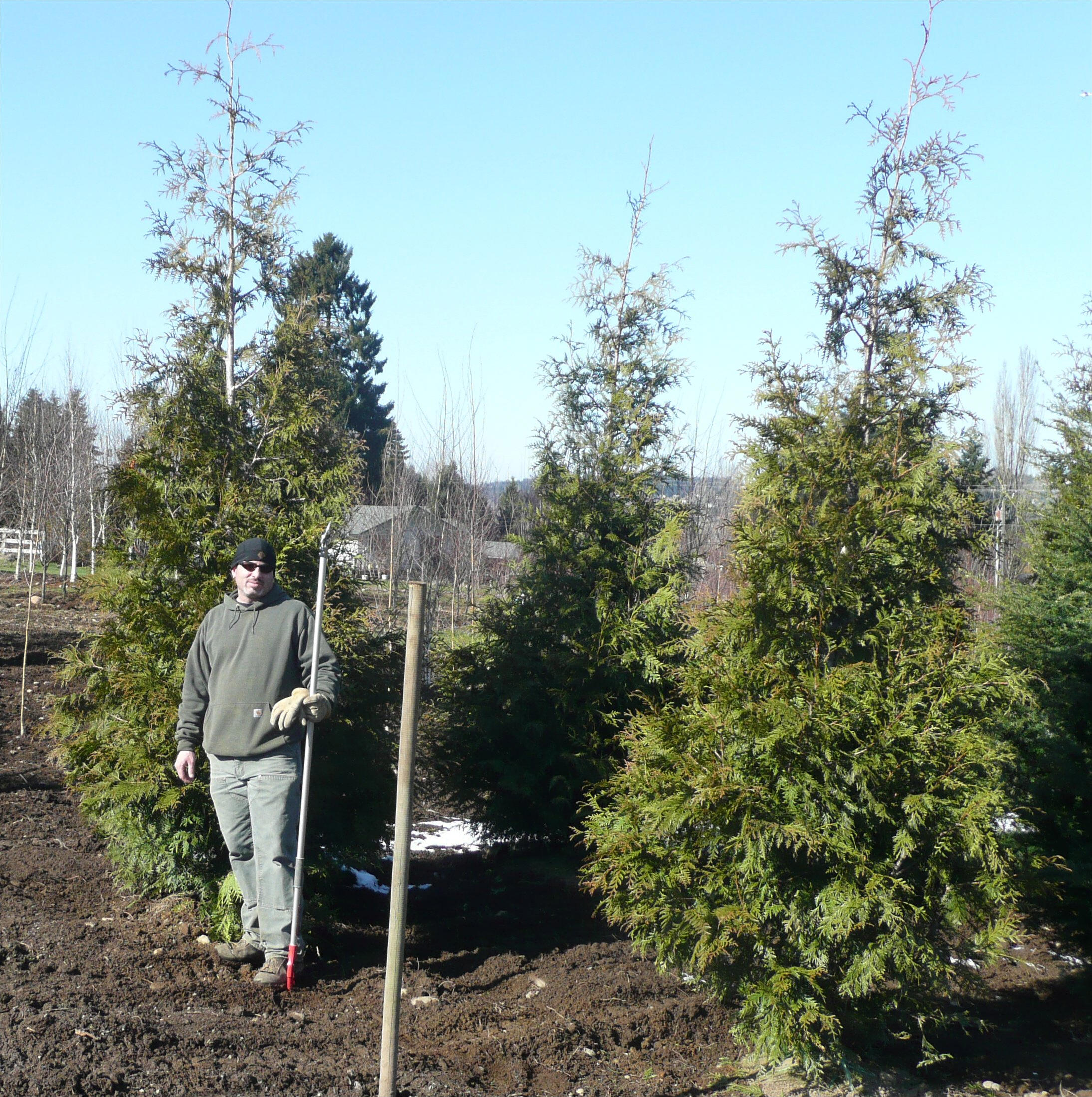 Cedar Of Lebanon Trees For Sale Cedar Trees Lebanon Tree Tree