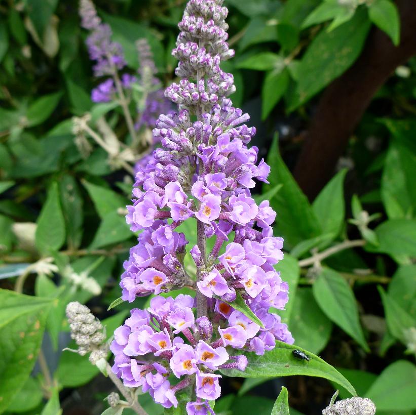 Also historically given as buddlea) is a genus comprising over 140 species of flowering plants endemic to asia, africa, and the americas. Buddleia X Lo Behold Blue Chip Blue Chip Pp19991 Cpbr3602 From Nvk Nurseries