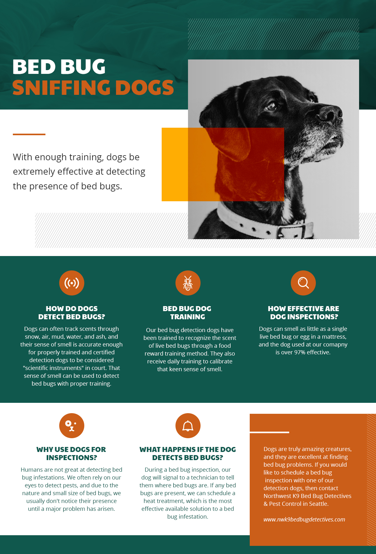 How to Train a Dog to Detect Bed Bugs: Expert Tips and Techniques
