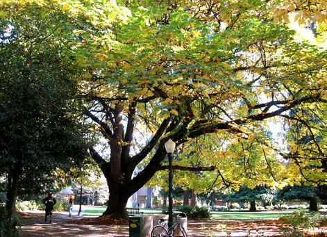 What Is So Special About Western Bigleaf Maple Zena Forest Products Salem Or