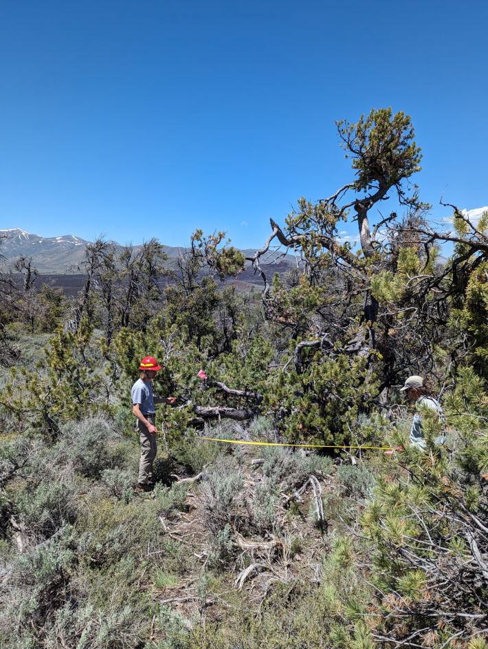 Benjamin C. - A picture of me helping to set up a plot to count the number of seedlings of Limber Pine and Douglas Fir.