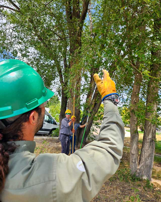 Pruning @ indian creek pathway 4