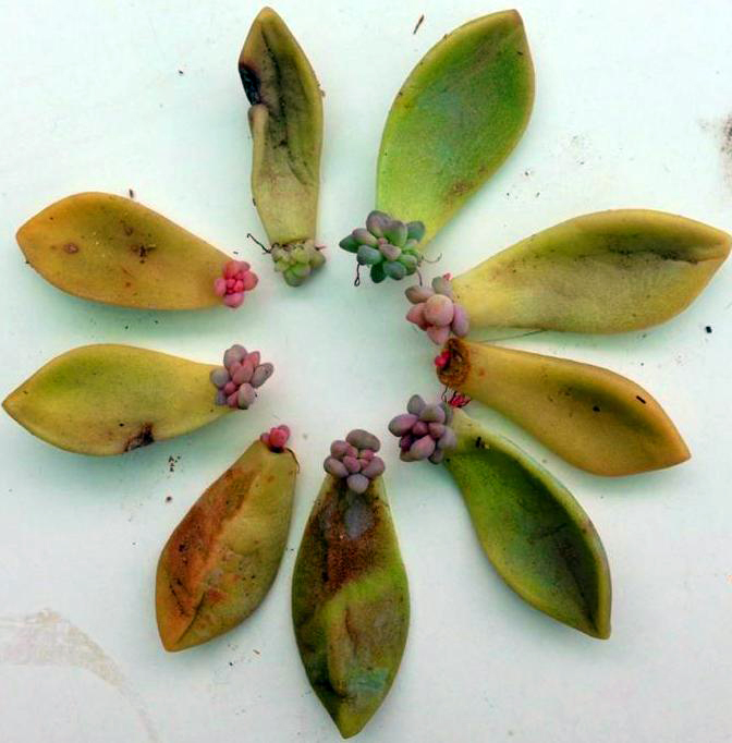 Succulents will propagate from individual leaves, too. Leaf Propagation A Succulent Shared Plant Talk