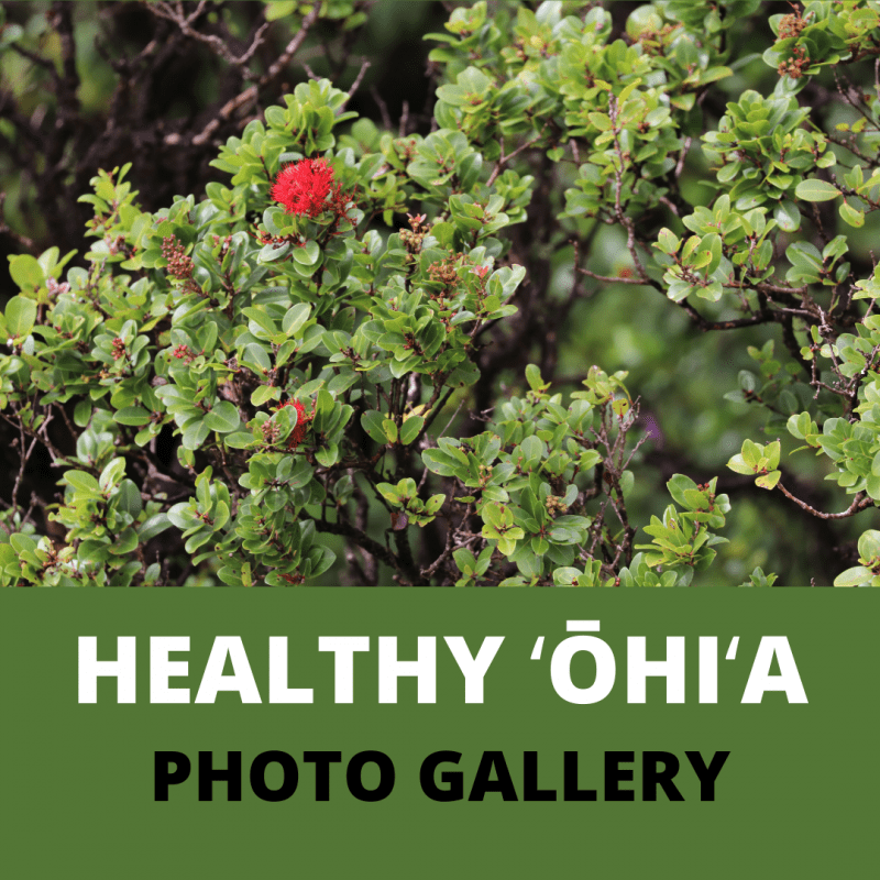 ROD ON OʻAHU — Oahu Invasive Species Committee (OISC)