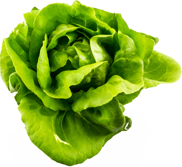 Butter Lettuce