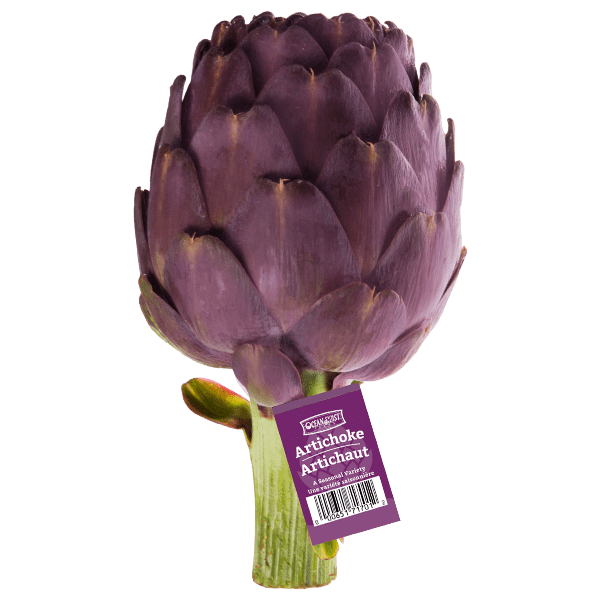 Purple Artichoke