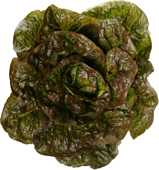Red Leaf Lettuce
