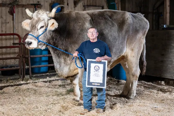 Gigantic bovine sets guinness record for world's tallest steer