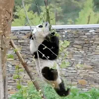 panda falling