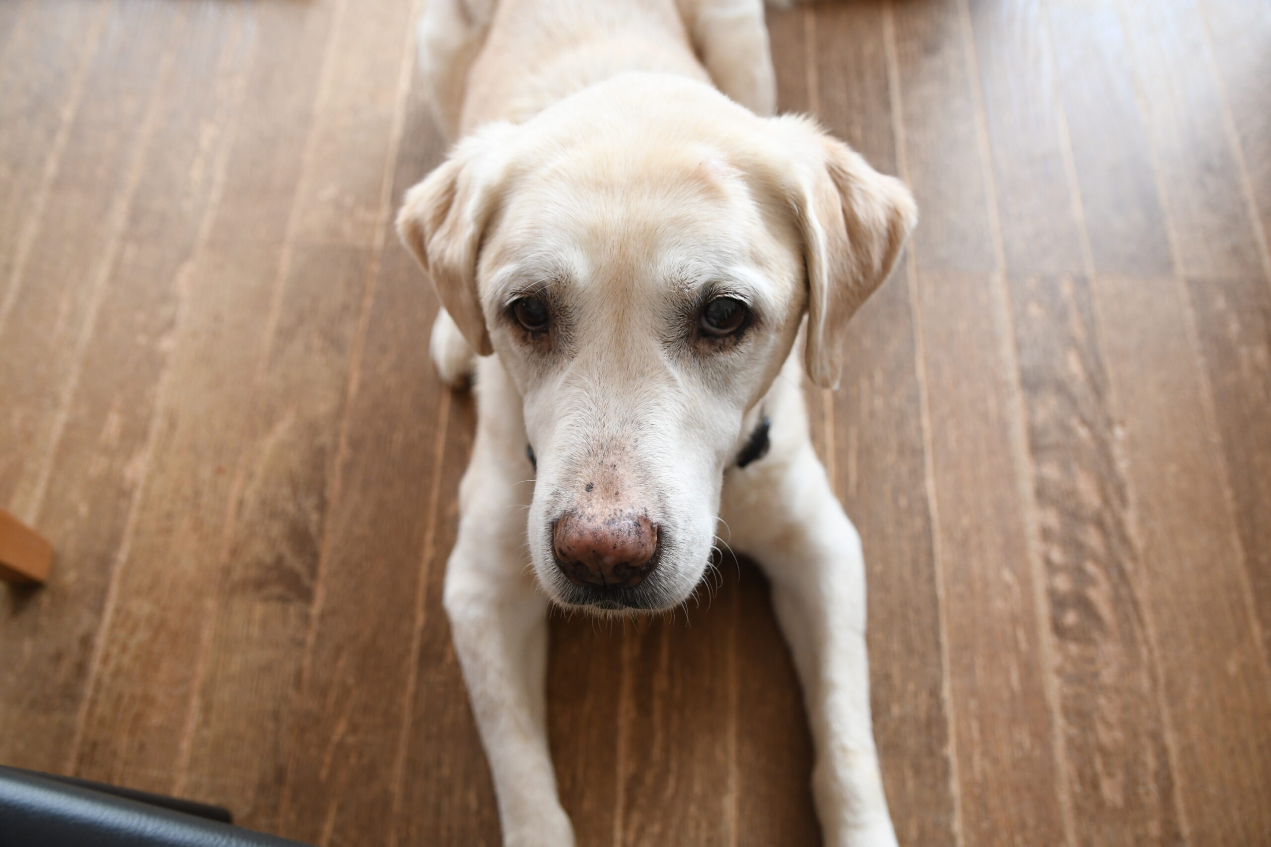 目的別】犬におすすめアロマ精油：ストレスケア、老犬のケア