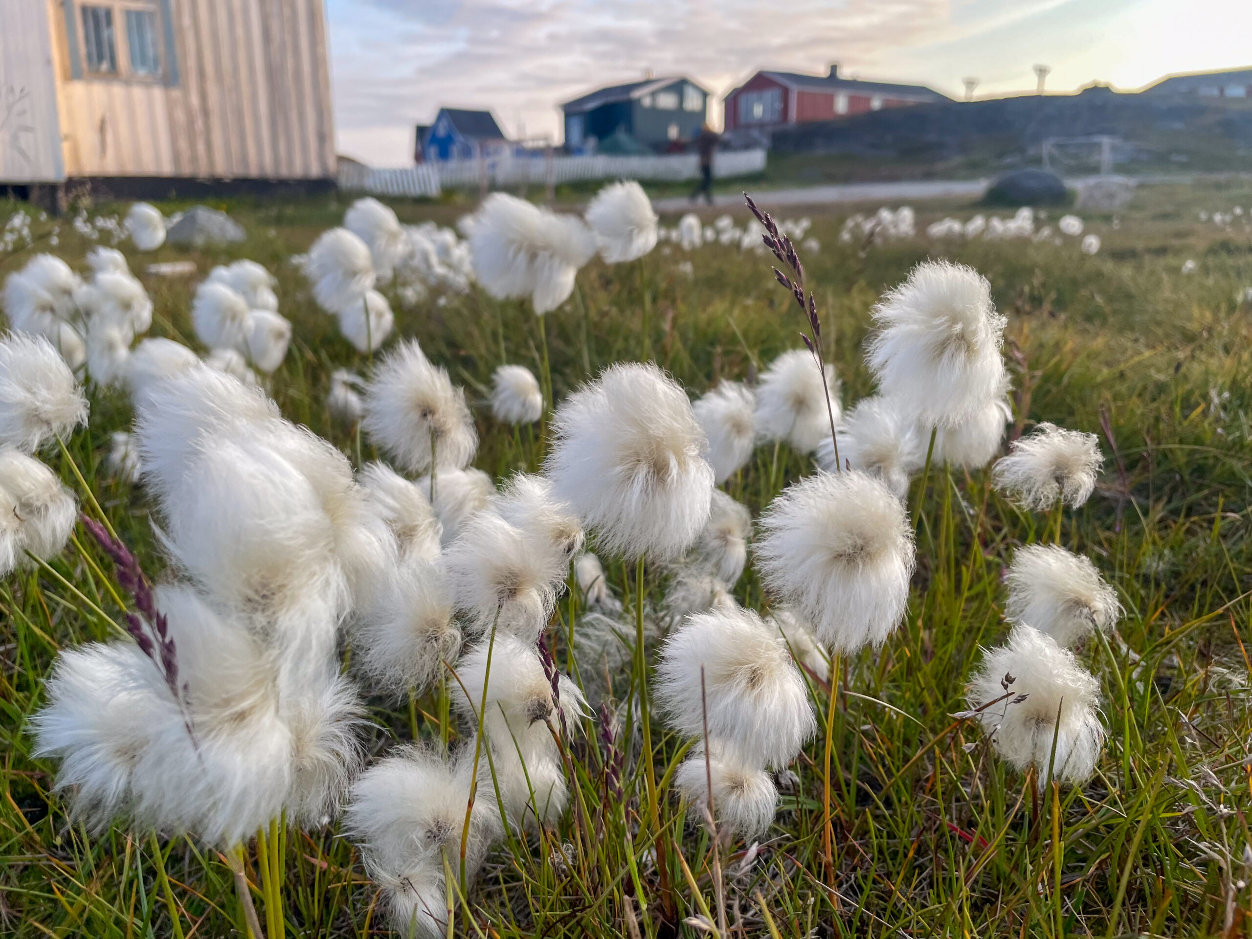 Offside på reportageresa i Nuuk på Grönland