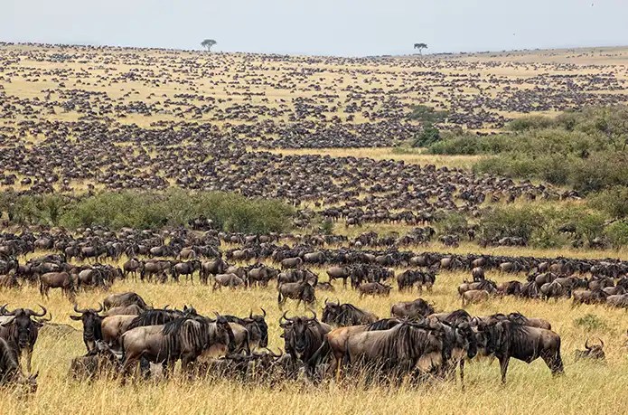 Witness wildebeest calves taking their first steps in February.
