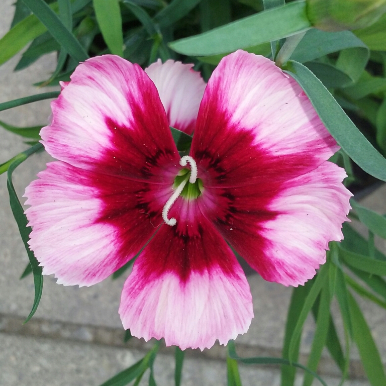 Dianthus chinensis cv
