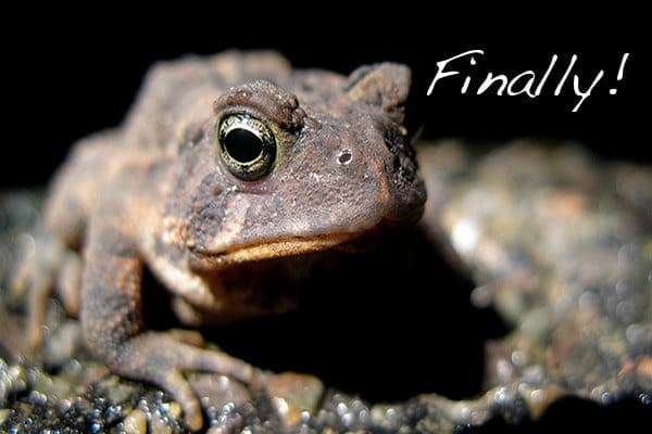 PETA India Subsidizes Virtual Frog Dissection Software