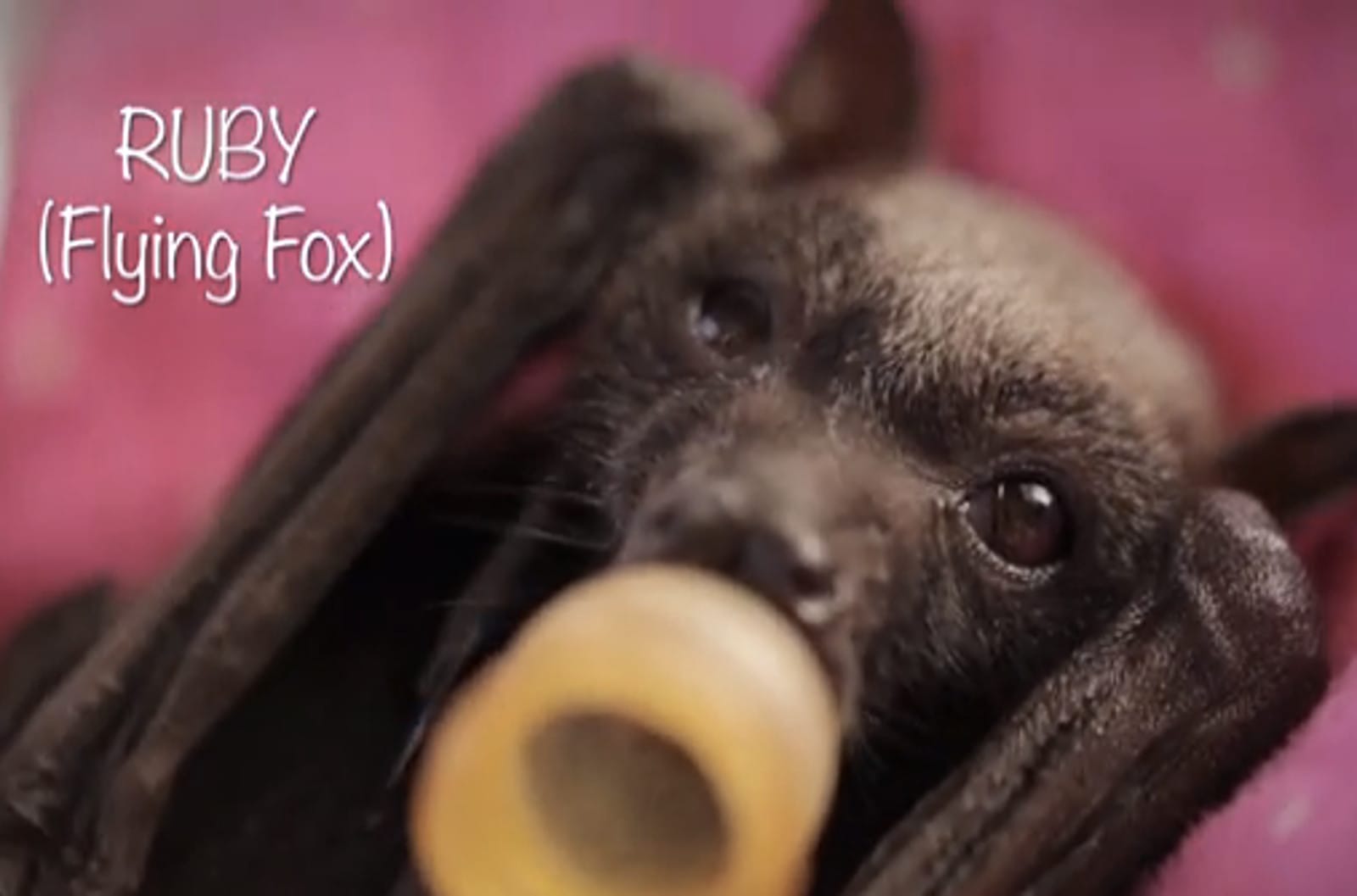 Ruby, Orphaned Baby Flying Fox May Be the Cutest Thing You See Today (VIDEO)