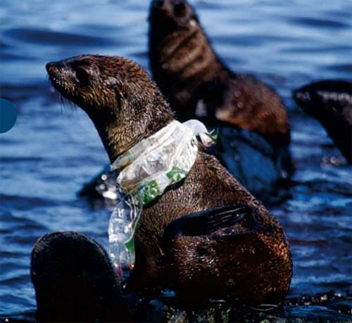 These Photos Showing the Animal Victims of Our Trash Will ... These Photos Showing the Animal Victims of Our Trash Will ...
