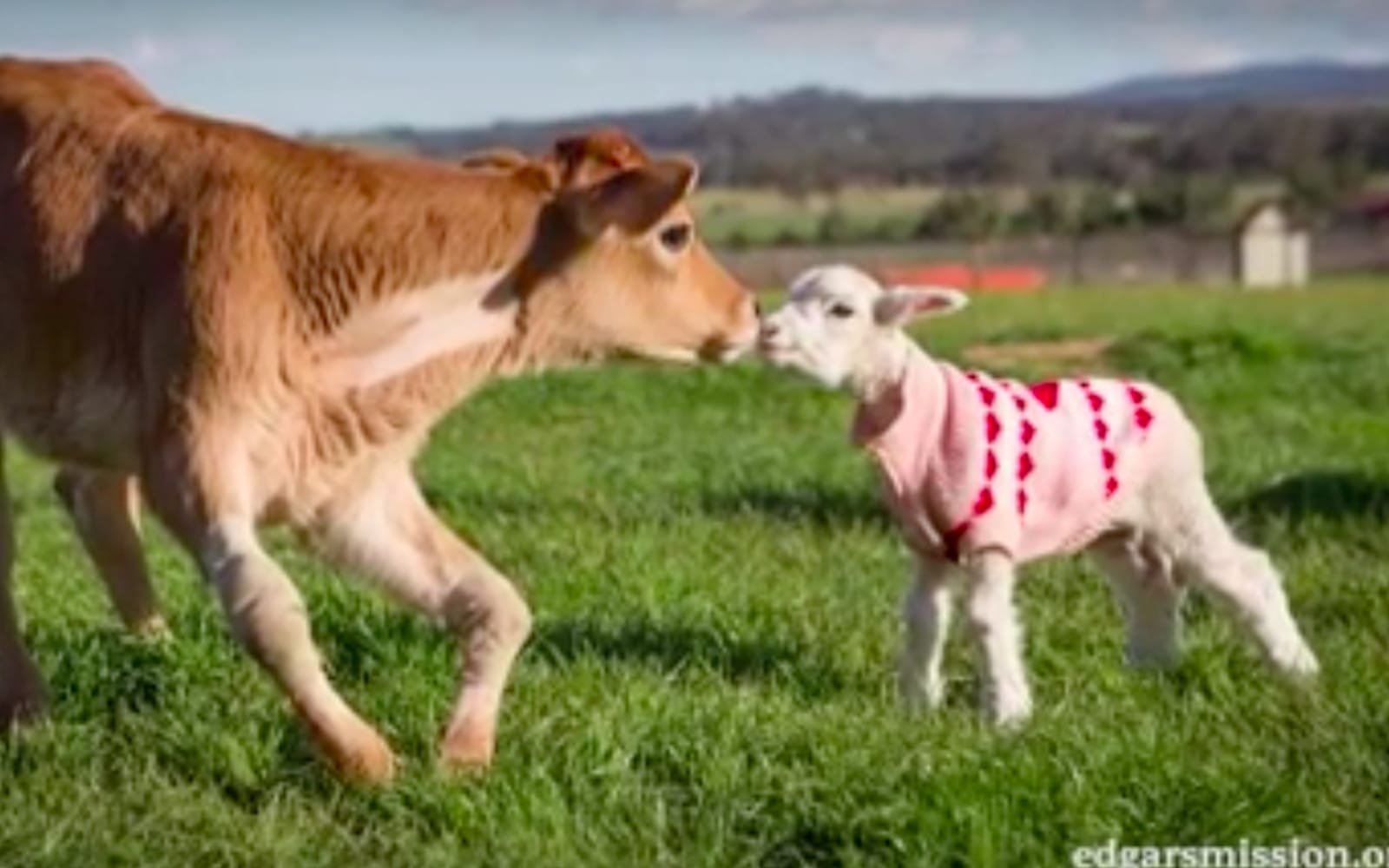 A Touching Tribute to Pixie the Little BowLegged Calf Who Taught Us to
