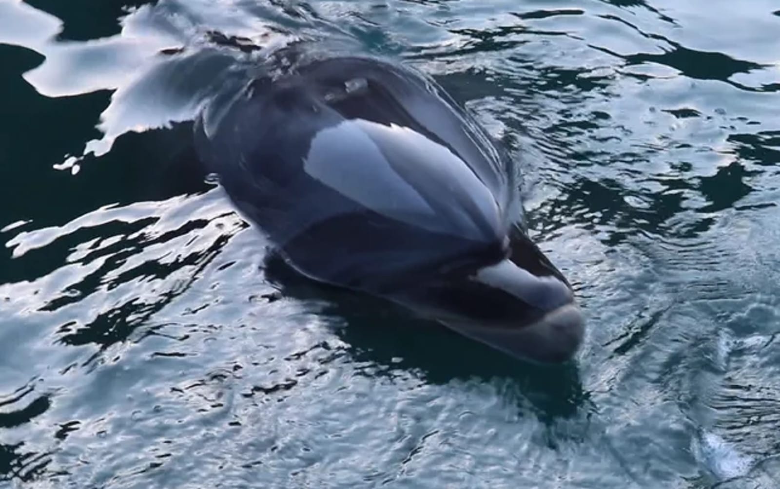 A look at a dolphin captured after Taiji Drive