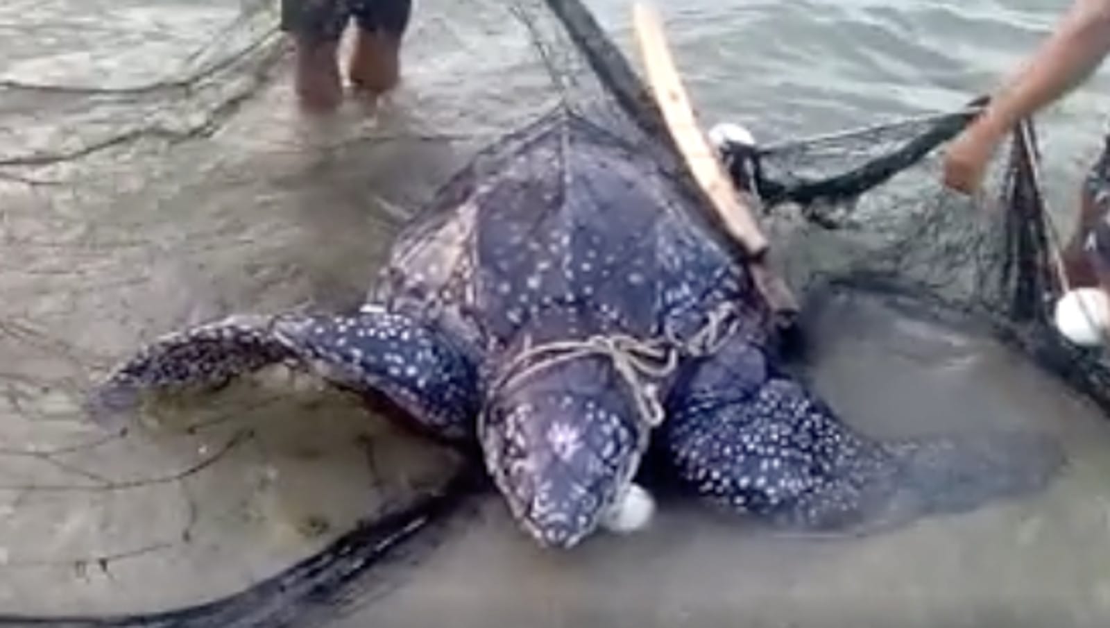 Beautiful Release of Sea Turtle Trapped in Fishing Net Will Restore