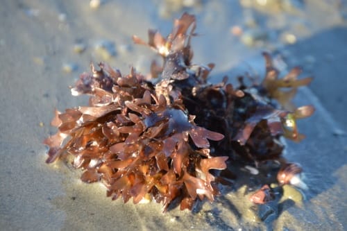 Sea Moss: Things to Consider Before Introducing It to Your Diet - Vimarsana News
