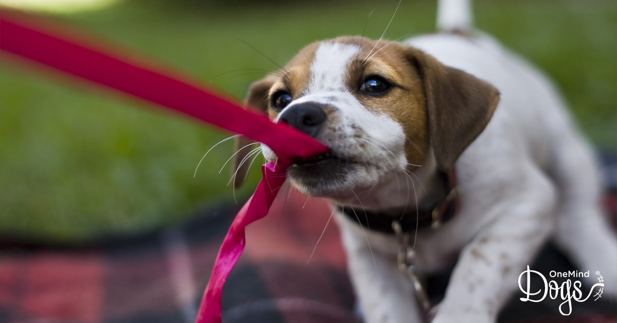 Some horses are inclined to nip or bite. How To Get A Puppy To Stop Biting Onemind Dogs