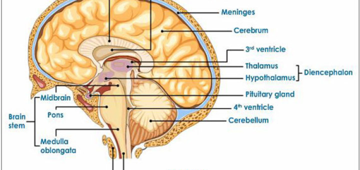 Where do dreams come from? The Structure And Function Of The Brain In The Central Nervous System Science Online