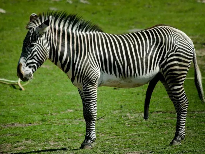 #13 zebra dreams interpretation- dream meaning