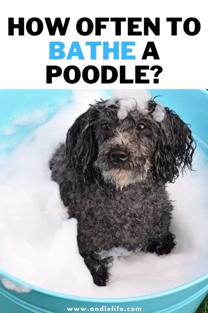 How often to bathe a poodle? [bath guide]