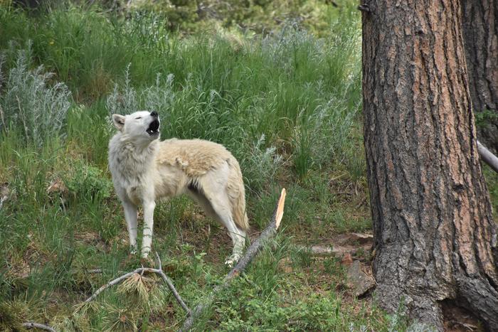 Indigenous Data Sovereignty in Conservation Genomics: Why It Matters (2026)