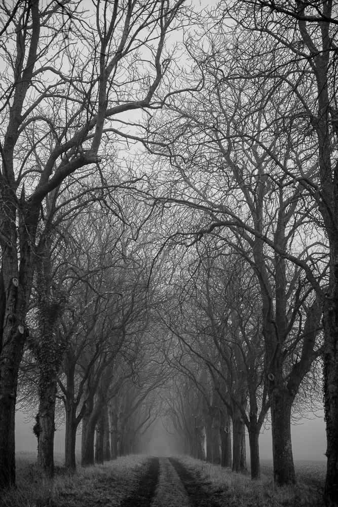 Série about fog to light
