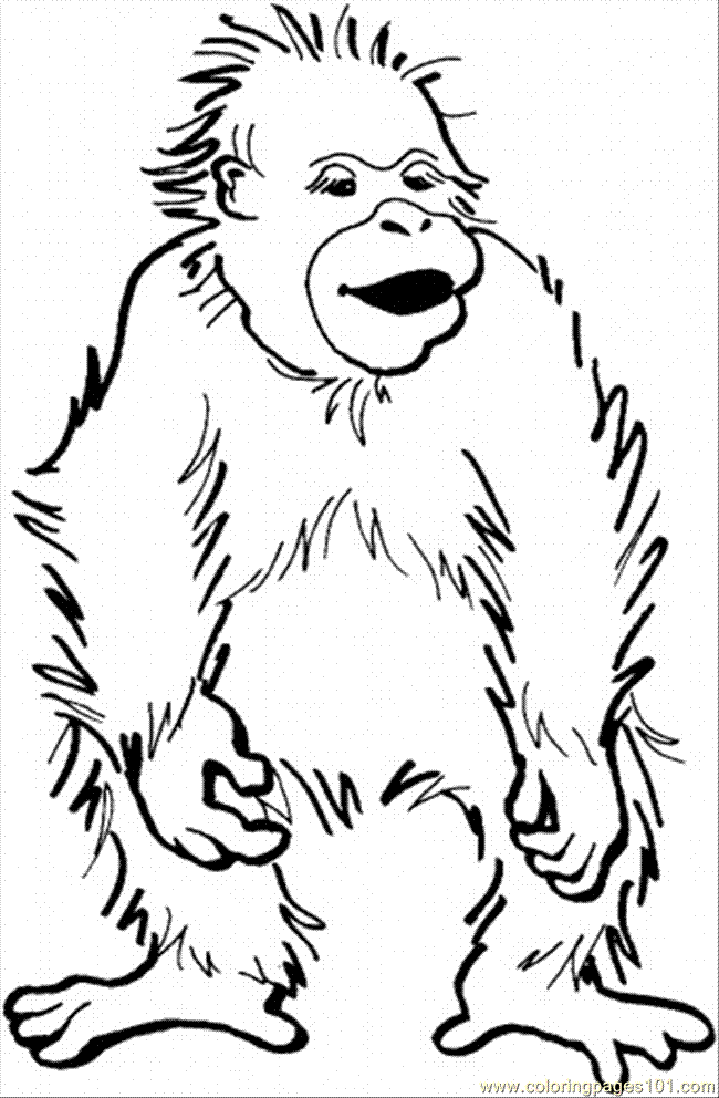 Dibujos De Orangutanes Orangutanpedia