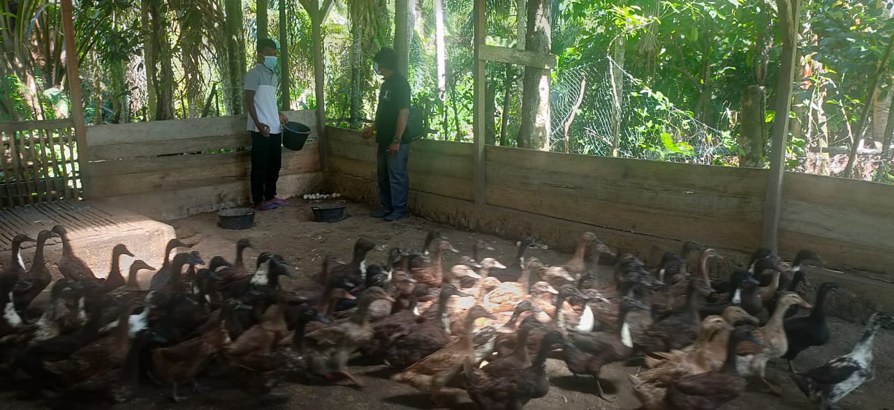 Ternak Bebek Petelur Mulia, Azmi Raup Keuntungan Rp3 Hingga Rp5 Juta Setiap  Bulan - Orbit Digital