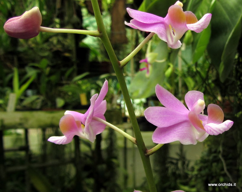 Doritis buyssoniana | Orchids.it