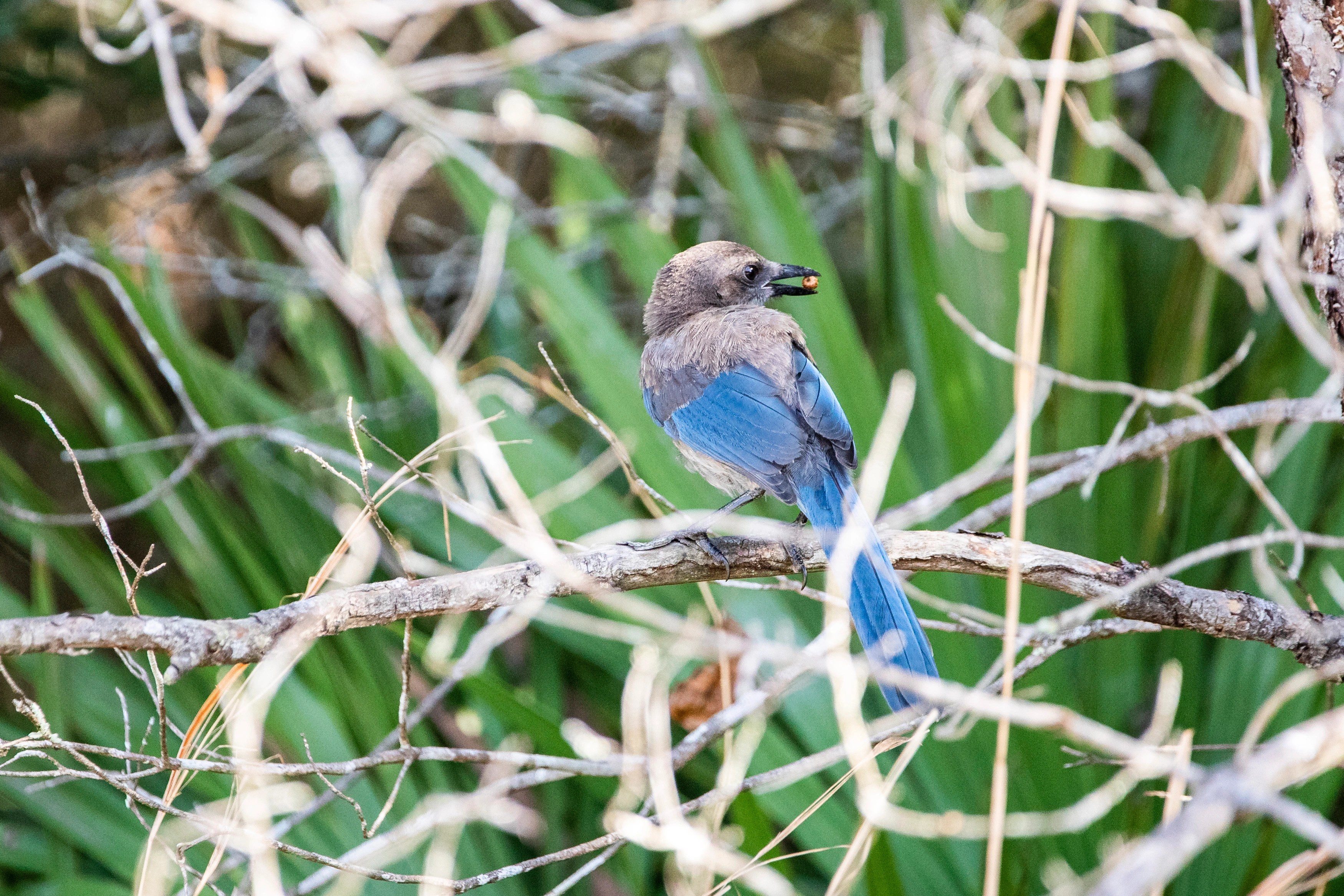 A Florida scrub-jay is perched with an acorn in its mouth next to a trail in Blue Spring State Park on Friday, June 17, 2022. (Patrick Connolly)