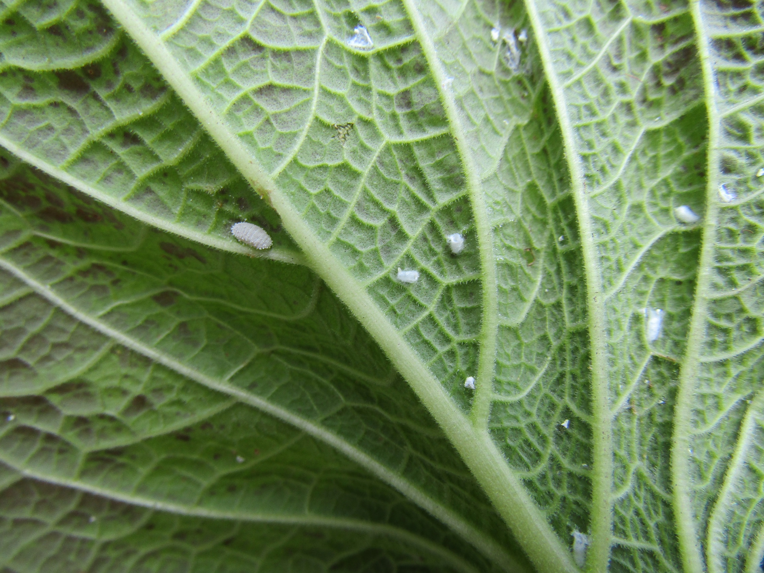 If you see mealybugs on your coleus start fighting them as soon as possible since the white waxy insects can get out of control and cause plant decline. (Courtesy of Tom MacCubbin)