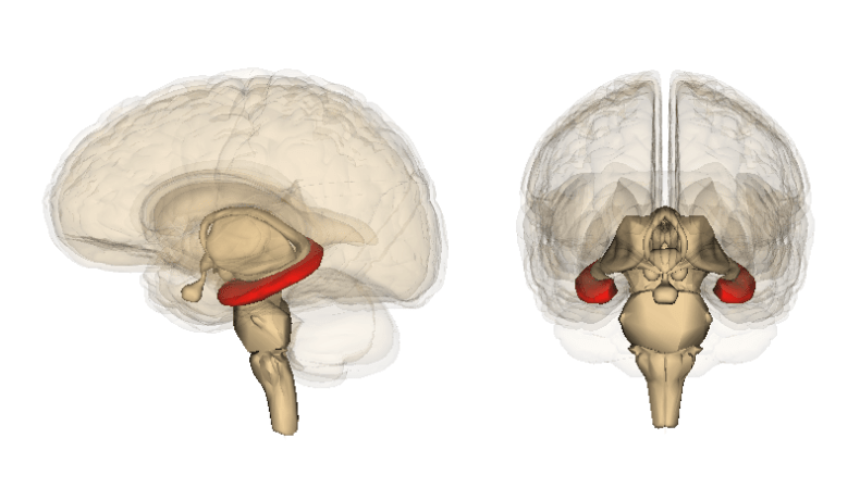 Image of the hippocampi in the brain. Depression can cause shrinkage of the hippocampi.