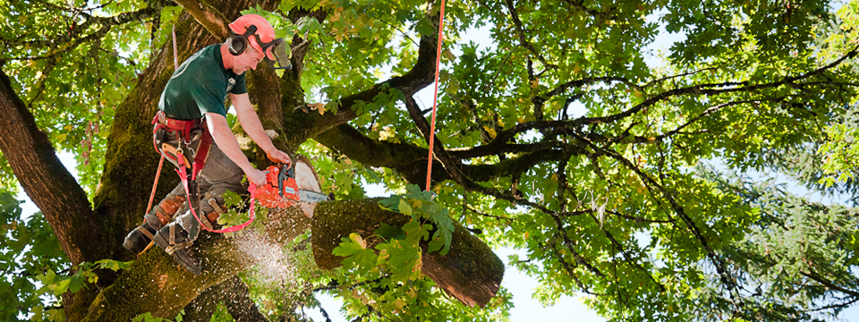 Oakwood Tree Care Home Facebook