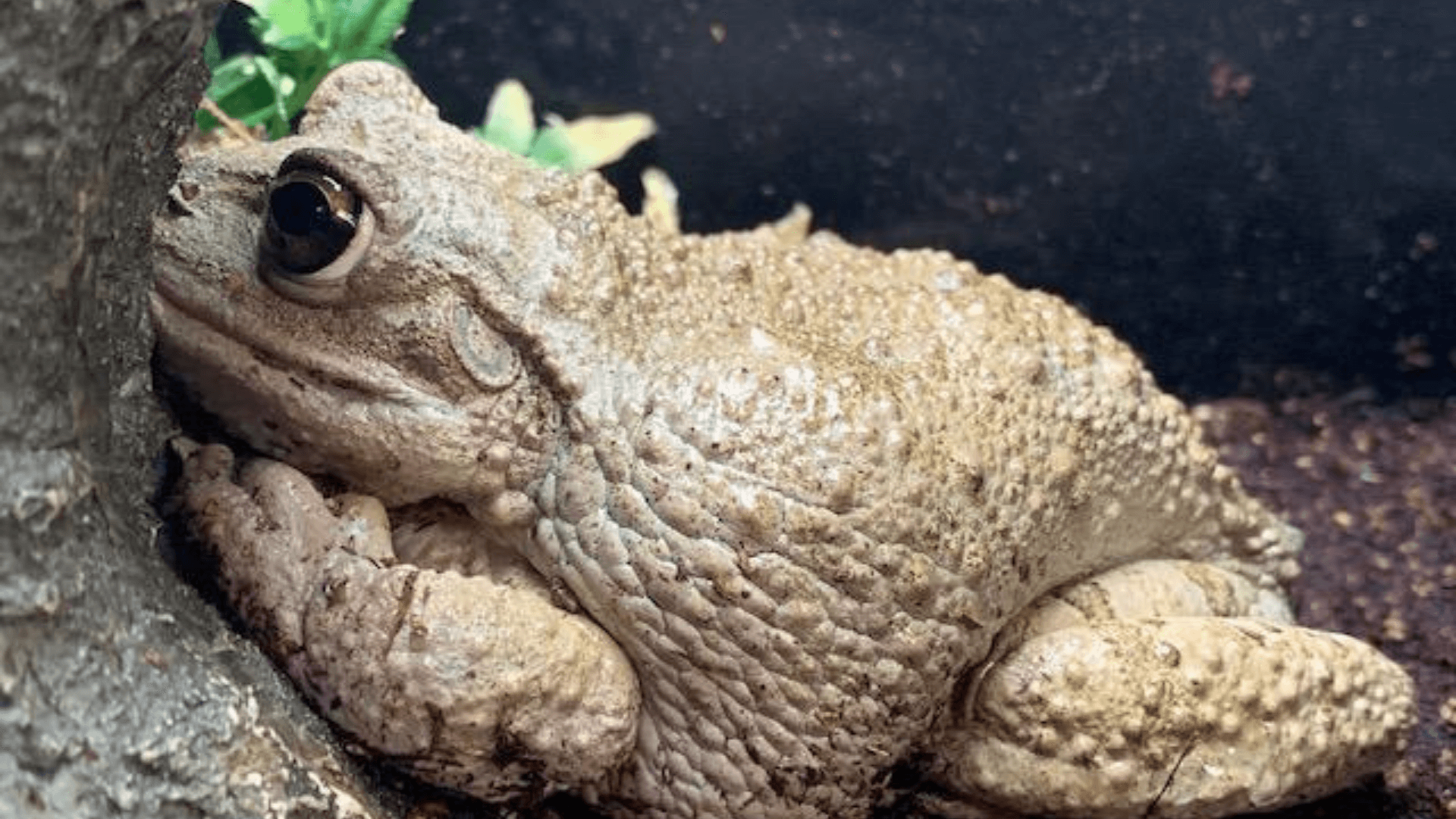 Cuban Tree Frog Osteopilus Septentrionalis