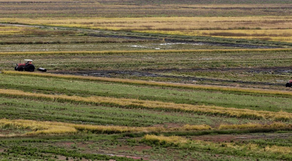 Após “crise do arroz”, Plano Safra dá incentivo à produção do grão na agricultura familiar
