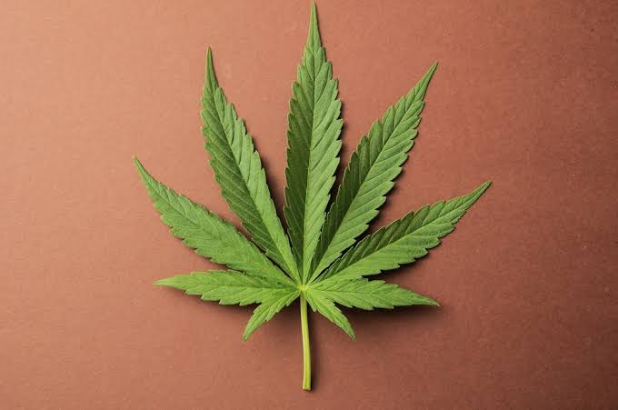Freshly launched Cannabis Minor draws interest