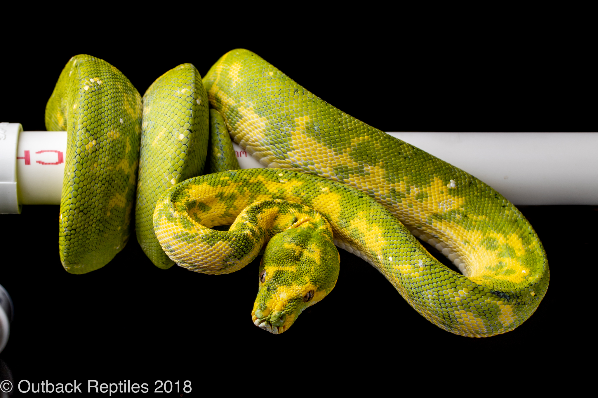 White Green Tree Python Page 3