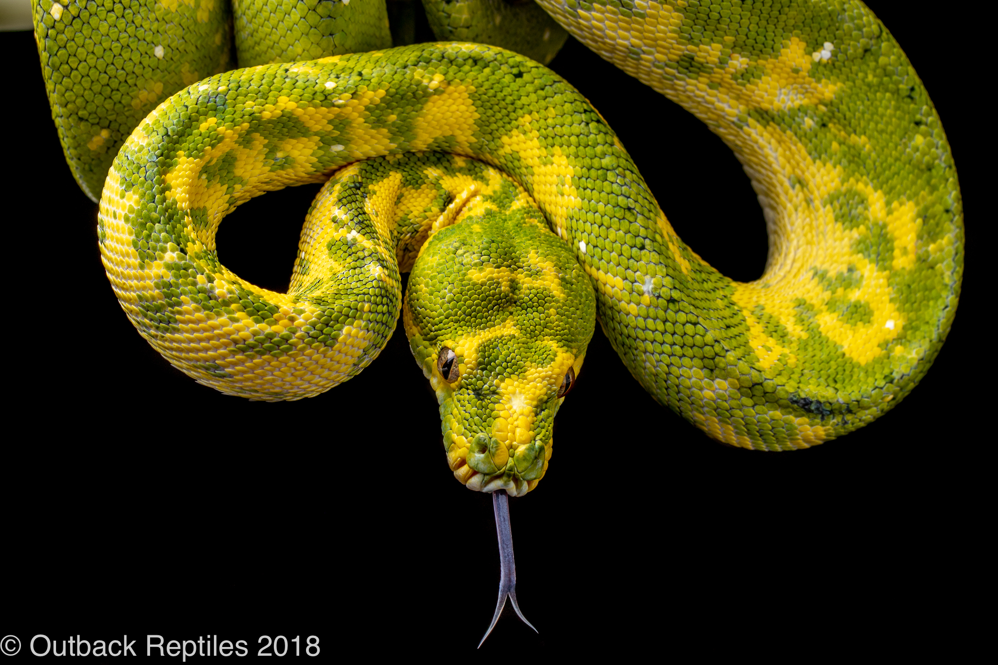 Green Tree Pythons Home Facebook