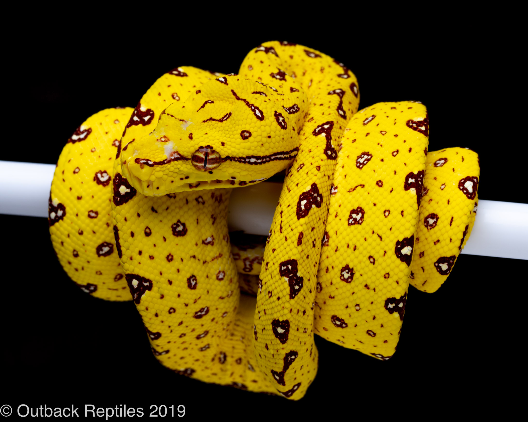 Jayapura Red Green Tree Python For Sale Cb07 Reptile Forums