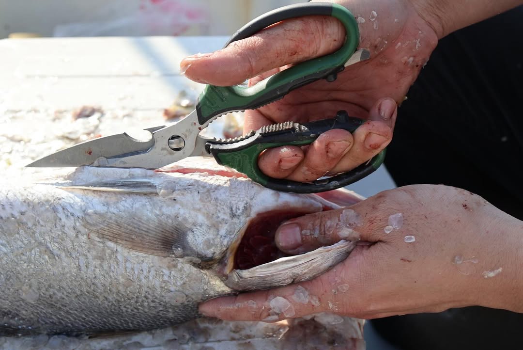 rootcamp Multi-functional Scissors (1)