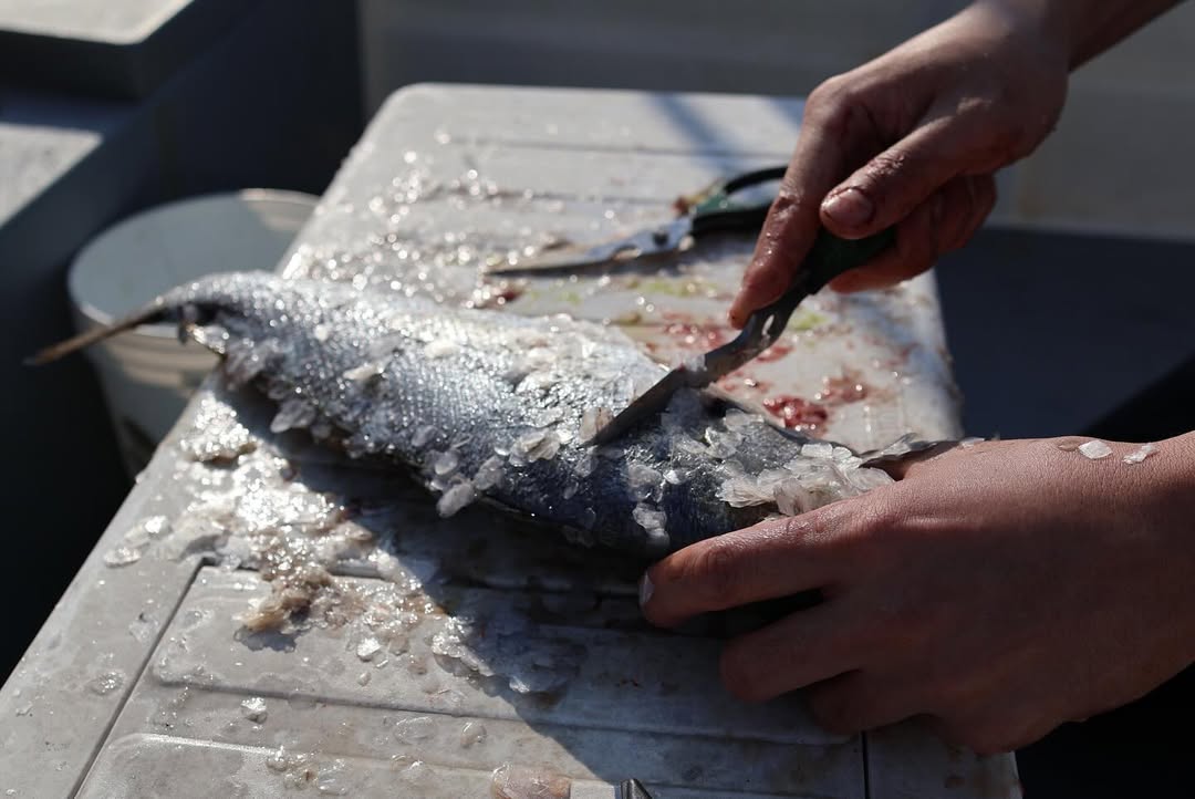 rootcamp Multi-functional Scissors (3)