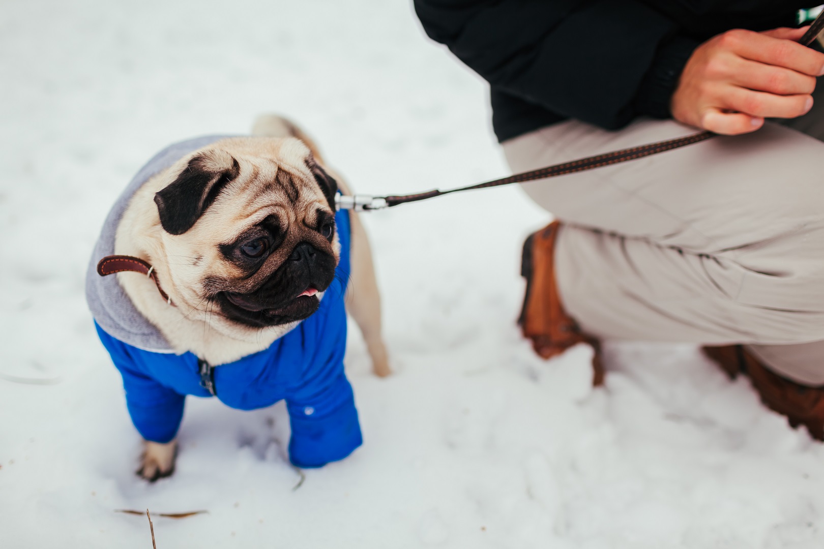 Find out everything you need to know about parenting. How To Potty Train Your Puppy During The Winter Oakland Veterinary Referral Services