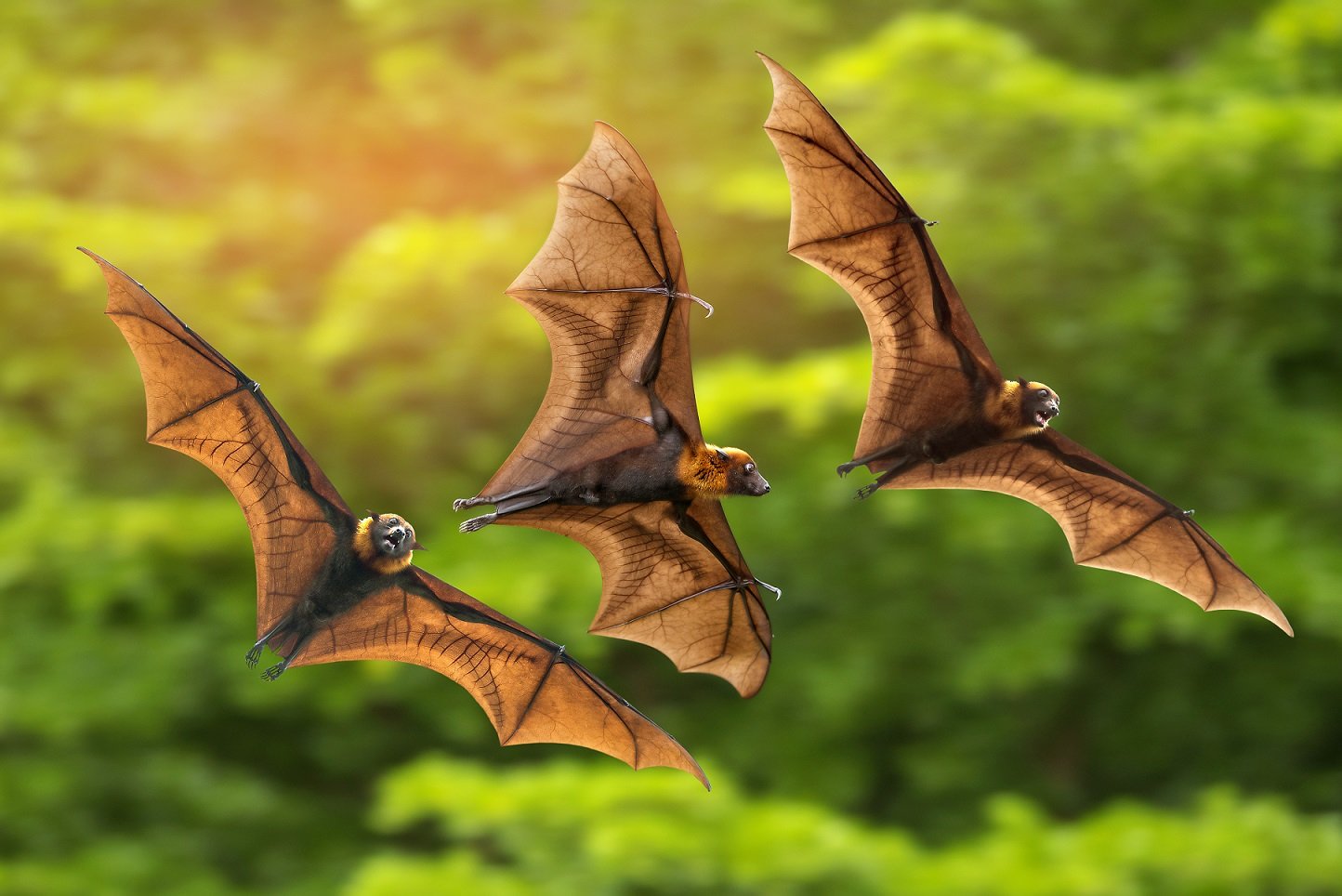 The genetic basis of bats' superpowers revealed