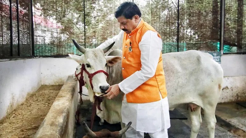 What is the whole matter of throwing cows into a fast flowing river in Madhya Pradesh