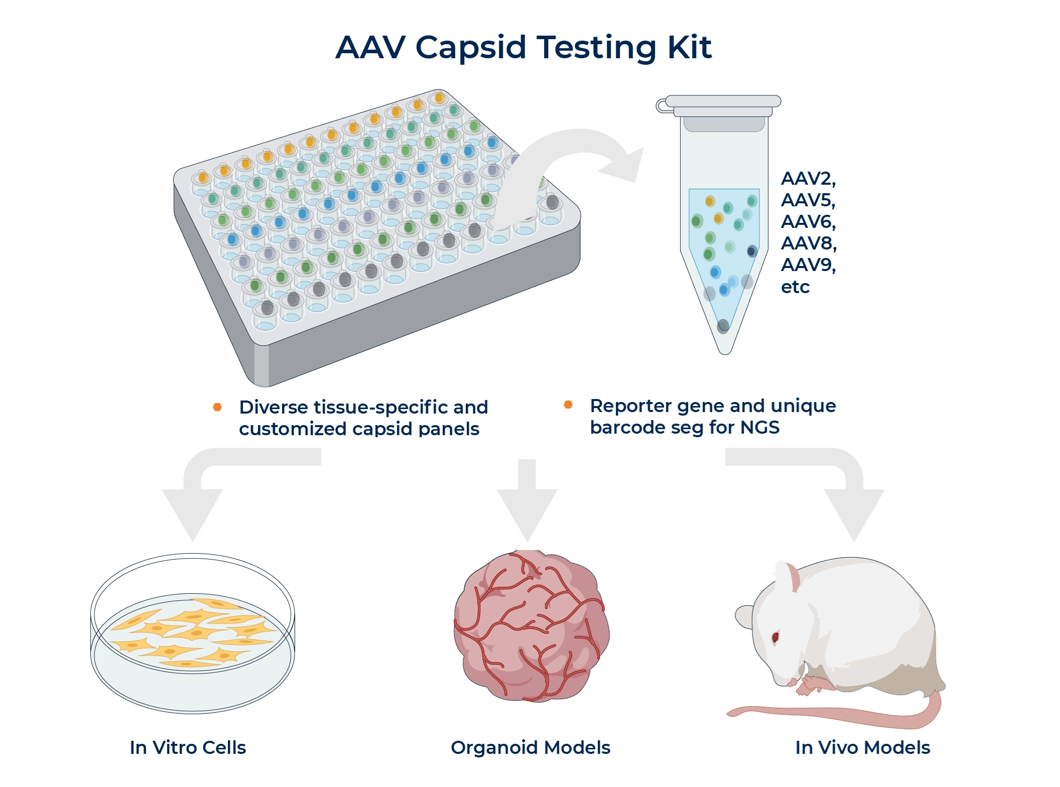 AAV Capsid Testing Kit